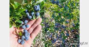"Zowel qua teelt als handel een traag blauwe bessenjaar"