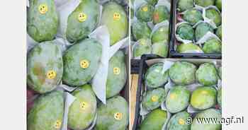 "Slechtste mango-exportseizoen in jaren"