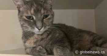 The story of a lost Ontario cat found 1 year later and 2 provinces away