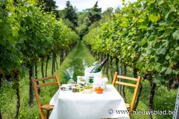 FestiVigna: degusteren, picknicken en van muziek genieten tussen Wijnegemse wijnranken