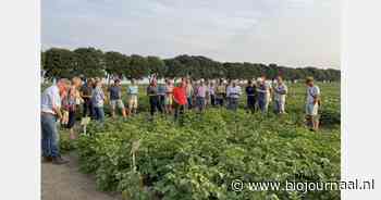 Demoveldbijeenkomst robuuste aardappelrassen: 19 augustus in Zeewolde