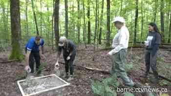 Research shows positive impact of ash additions on Muskoka forests