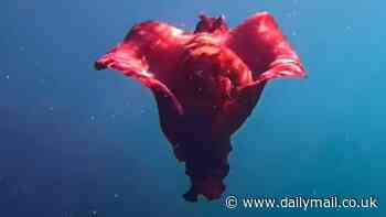 Snorkeler comes face-to-face with unusual sea creature while swimming in Mexico