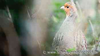 Naturschutz in Mötzingen: Weitere Flächen für Rebhuhn gesucht