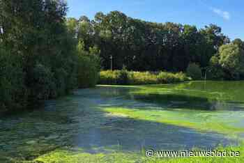 Blauwalgen beperken recreatie op Kempisch Kanaal