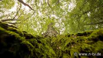 Die Psychologie des Waldes: "Bäume zu umarmen, ist kein esoterischer Schnickschnack"