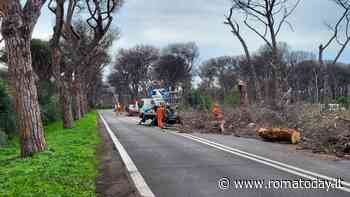 Alberi, il Campidoglio rivede i progetti: a Castel Fusano nuovo ossigeno per la pineta