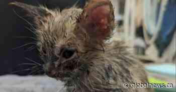 Calgary Humane Society seeks tips in ‘disturbing series of kitten abuse’