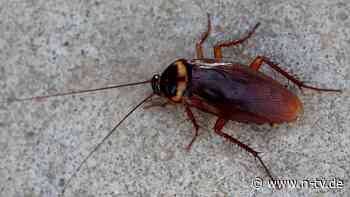 Effektive Maßnahmen: Ungeziefer im Hotel: Was bei Kakerlaken und Co. hilft