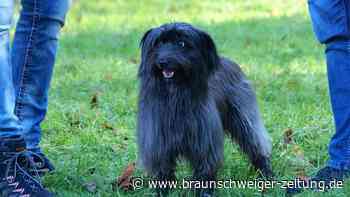 Der „schönste Hund der Welt“ kommt aus dem Landkreis Wolfenbüttel