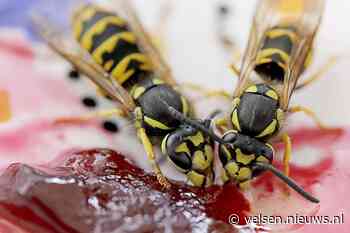 Komende week Nationale Wespentelling