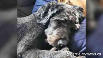 Dog stolen from front lawn in Barrie's west end