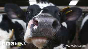 More cattle kept in UK ‘megafarms’, BBC finds