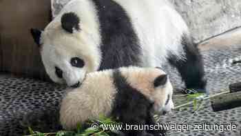 Panda-Nachwuchs in Berlin: Warum wir Tierbabys so sehr lieben