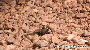 Canada to begin processing rare mineral used to power electric vehicles