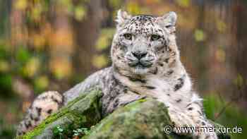 „Oh nein! Mein absoluter Liebling“ – Schneeleopard aus Nürnberg gestorben