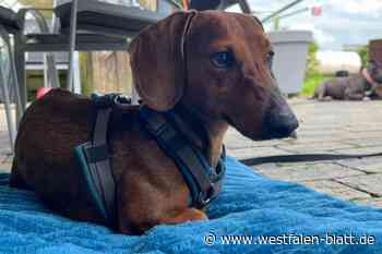 Vlotho: Entlaufener Dackel wird in Exter verzweifelt gesucht