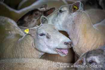 Paderborn: Schafe litten an Blauzungenkrankheit