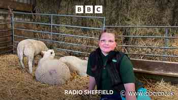 Holly: Sheffield's 11-year-old farmer