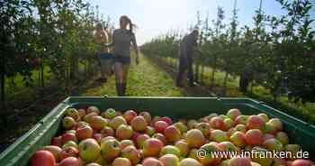 Apfelernte fällt in manchen Regionen fast ganz aus