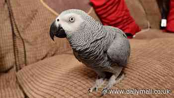 From the octopus that stole fish from a tank to the monkeys that blackmail tourists for treats: How scientists have discovered the astonishing masterminds of the animal kingdom