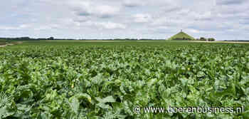 Weer heeft gigantische impact op bietenoogst