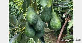 "Goed Marokaans avocadoseizoen in het vooruitzicht"
