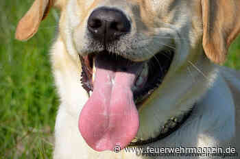Nach Tierrettung: Hundehalter schlägt Feuerwehrmann