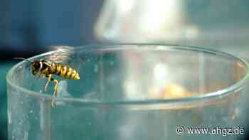 Außengastronomie: Wespen im Anflug