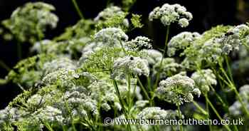 Warning to public after poisonous plant found in meadow