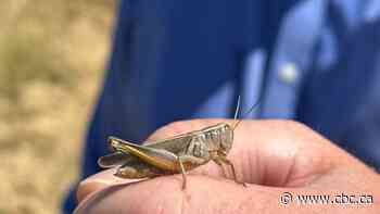 Alberta avoids widespread grasshopper outbreak due to cold, wet spring