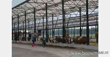 "De koeien zijn de ballenbak van Ikea"