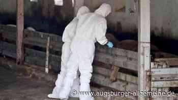 Afrikanische Schweinepest: So bereitet sich der Landkreis Unterallgäu vor