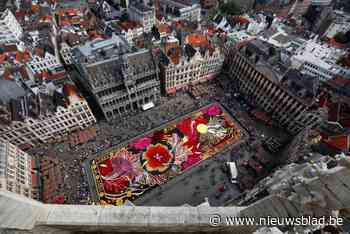 Vrijwilligers leggen gigantisch Bloementapijt van 650.000 dahlia’s aan: “Beetje zoals verven op nummer”