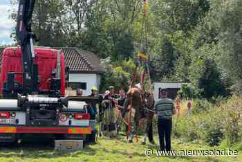 Kar en twee paarden komen in beek terecht: brandweer moet één dier bevrijden