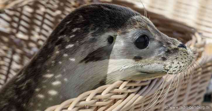 Seehundstation Norddeich wildert erste Heuler der Saison aus