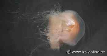 Neue Podcast-Folge "Jung und unerhört": Quallen-Alarm und Brückencrashs