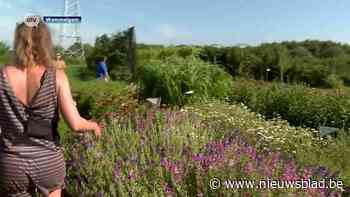 Loof en Bezen organiseert plukdag op Moederdag