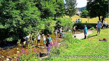 Goldwaschen in Bad Herrenalb: Hühnereigroße Nuggets?