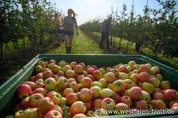 Wegen Frühjahrsfrosts: Halb so viele Äpfel in NRW erwartet