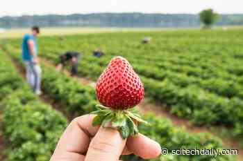 Juicier, Glossier, Better: Superior Strawberries Unlocked Through Genetics