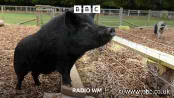 Randy pig finds new home in the West Midlands