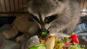 How do you feed wounded raccoons and abandoned baby bats? This Niagara wildlife centre finds a way