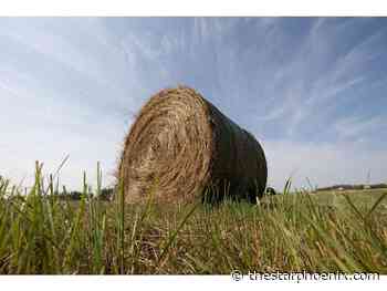 As water supplies dry up, harvest season begins in Saskatchewan