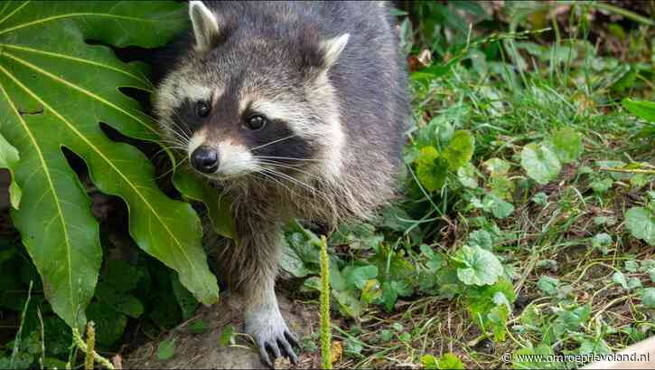 Almere - Op avontuur! Wasberen doen hun eerste stappen in buitenverblijf bij Almere Jungle