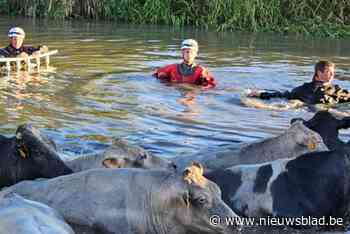 Dertien koeien beslissen pootje te gaan baden in beek: brandweer moet ze allen redden