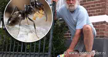 Zijn naam is grappig tot hij je terras ondergraaft en over je bed rent: ‘We staan nog maar aan het begin’