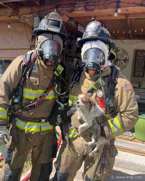PHOTOS: Albuquerque Fire Rescue saves small dog from house fire
