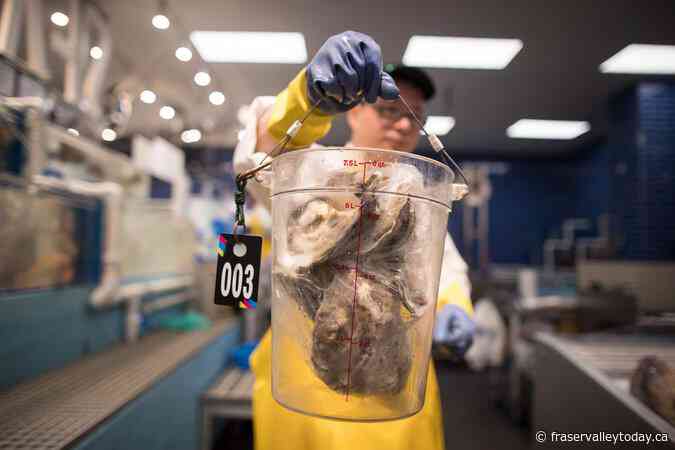 Research crucial to stop parasite from destroying P.E.I. oyster industry: minister