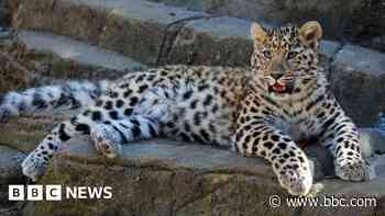 Potential mate for leopard found on 'dating site'